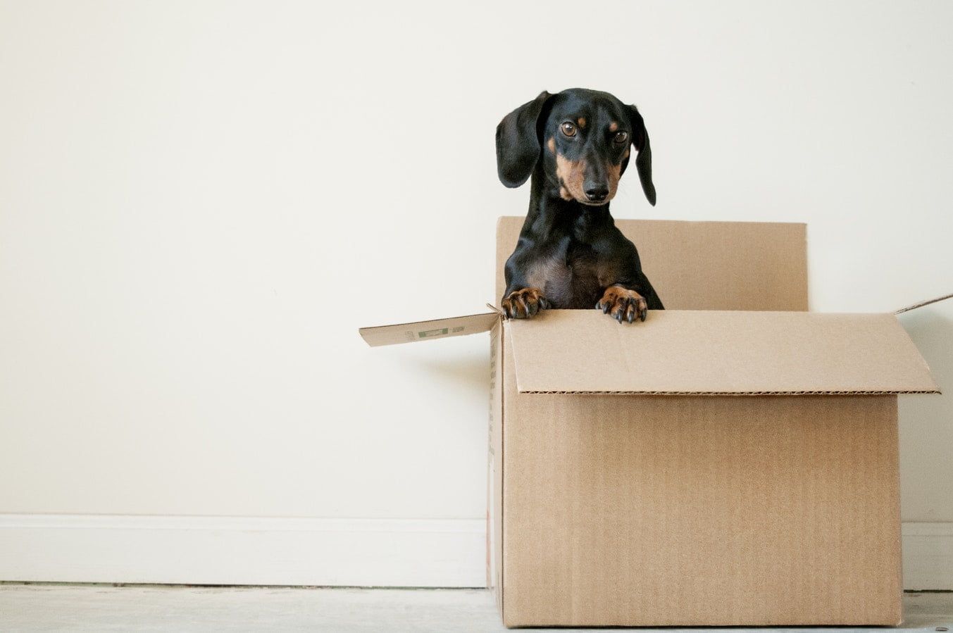 moving-houses-with-pet